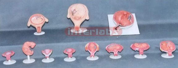 HUMAN PREGNANCY SERIES MODEL (11 PCS / SET)